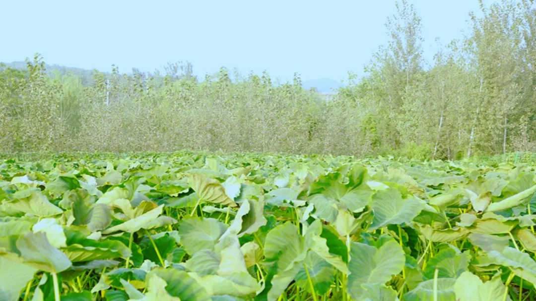 1631586761135792.jpg 1.webp.jpg