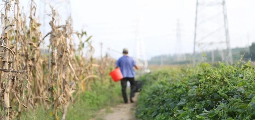 1631586774780599.jpg 2.webp.jpg