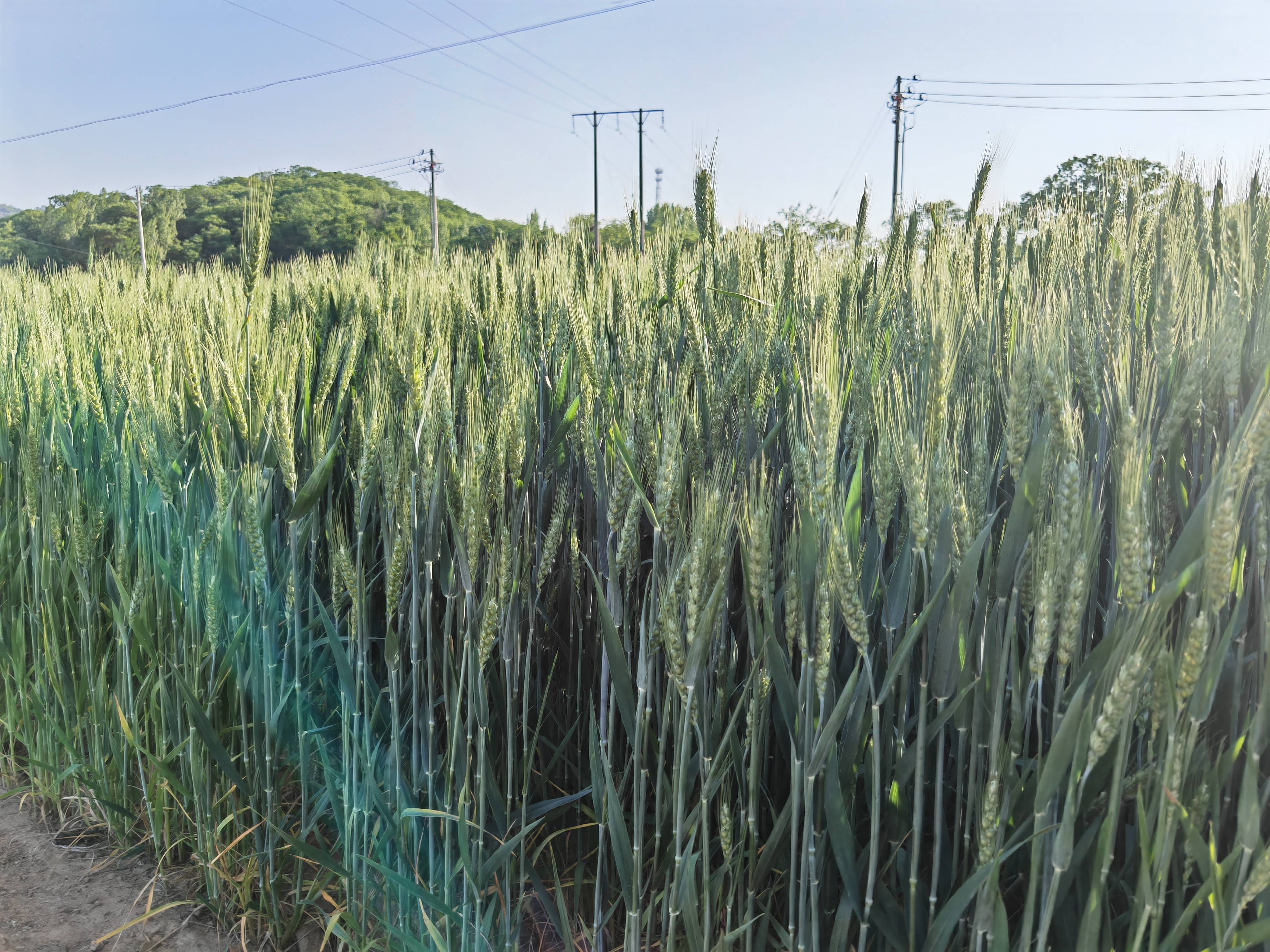 1652839557464390.jpg 趙海清1(1).jpg